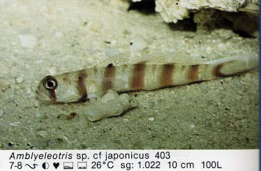 Amblyeleotris sp. cf japonicus